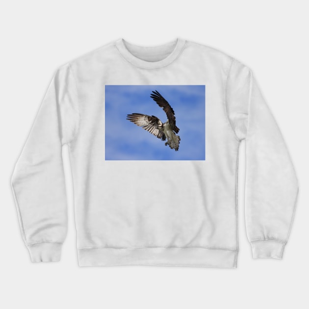 Osprey Wingspan Crewneck Sweatshirt by Jim Cumming